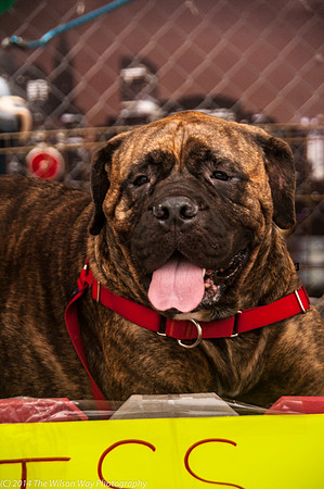 Carolina Mastiff Rescue-0659