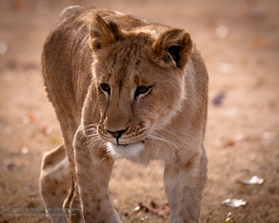Suzies Pride-2159