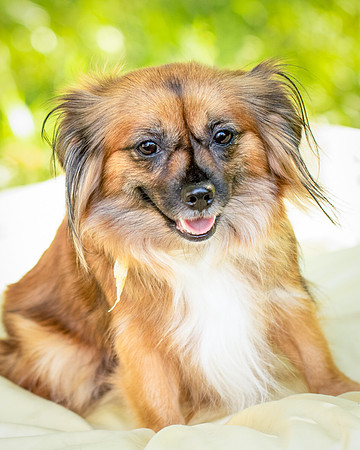 Foster Petunia-9258