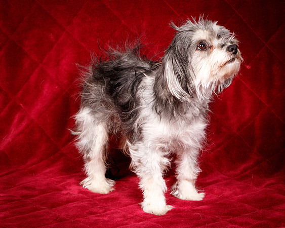 Foster Alex-6297