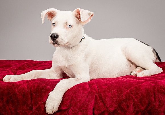 Foster Alvin-4790