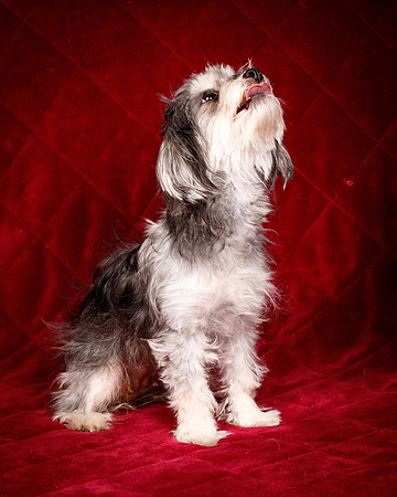 Foster Alex-6304