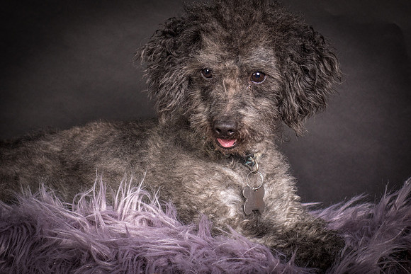 Foster Mokey-1388
