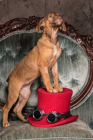 Foster Bronwyn-8279