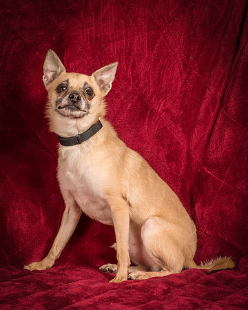 Foster Kiwi-8370