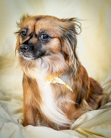 Foster Petunia-9323
