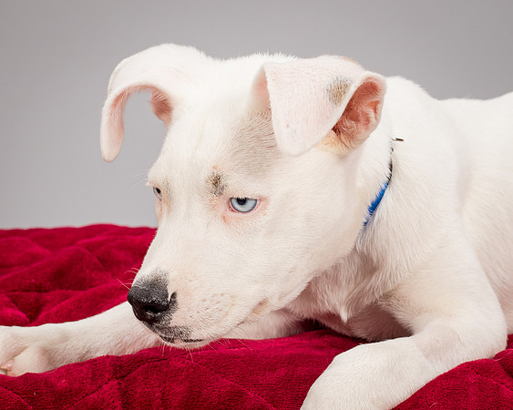 Foster Alvin-4797