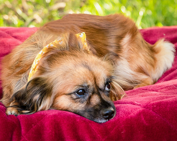 Foster Petunia-9280