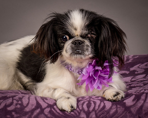 Foster Gypsy Rose-8020