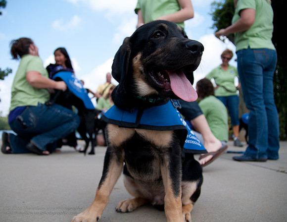 Guide Puppies (4 of 191)