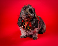 Frankie-8079