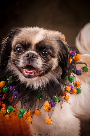 Foster Missy-7572