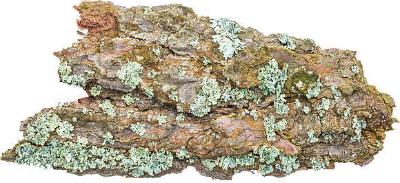 Bark_2