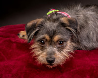 Foster Nadine-9593
