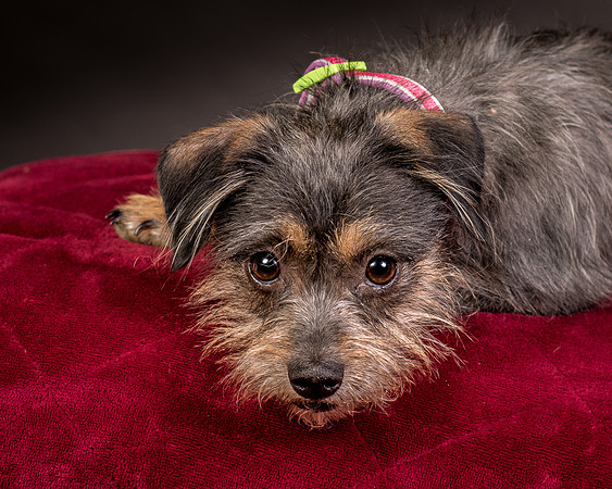 Foster Nadine-9593