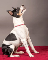 Foster Pollyanna-3829