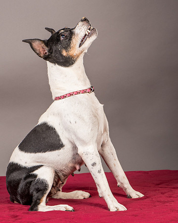 Foster Pollyanna-3829