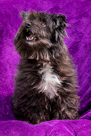 Foster Sammy-8335