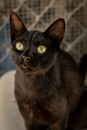 Darlington  Cats-9487