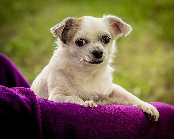 Foster Petey-0180