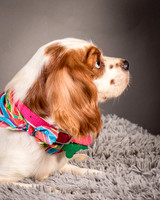 Foster josephina-3702
