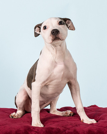 Foster Luna-4715
