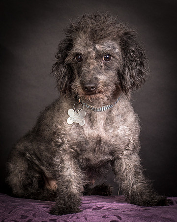 Foster Mokey-1508