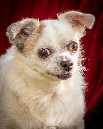 Foster Petey-9391