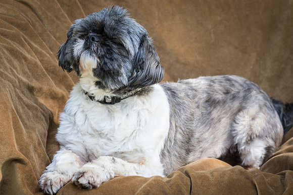 Foster Misha-8407