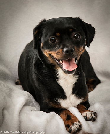 Foster Opal-2431