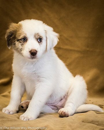 Foster Lisanna-0401