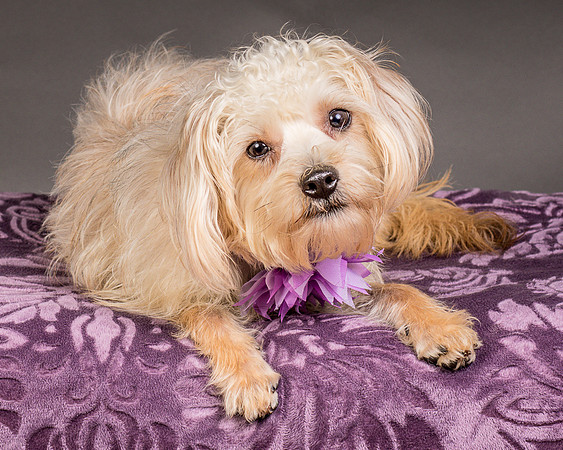 Foster Henrietta-8501