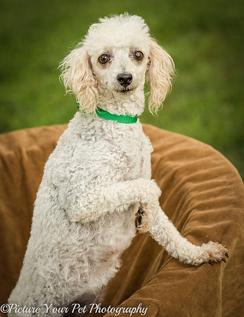 Foster Betty White-3081