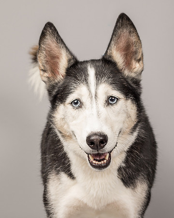 Bella-2460