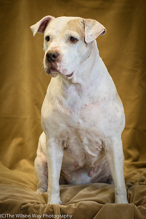 Foster Snickers-0206