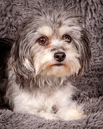 Foster Alex-6220