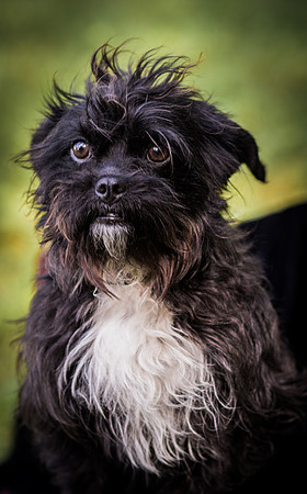 Foster Lady Elaine-8537