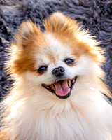 Foster Stella-7851