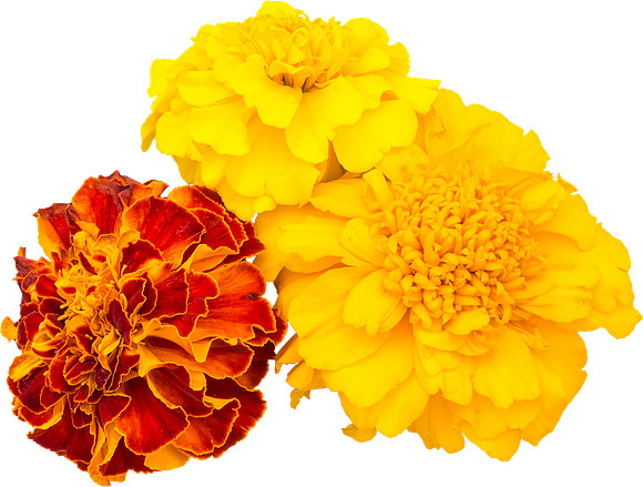 Flower_20