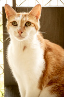 Darlington  Cats-9425
