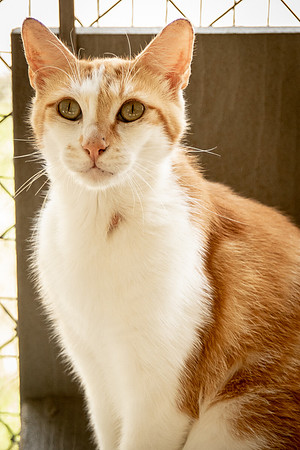 Darlington  Cats-9425