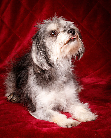 Foster Alex-6343