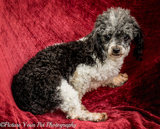 Foster Punky Brewster-3150