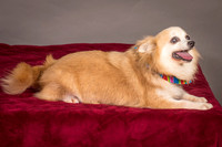Foster Lilly-3324