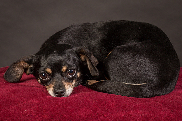 Foster Pansy-9454