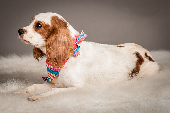 Foster josephina-4072