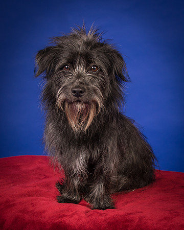 Foster Phoenix-7061