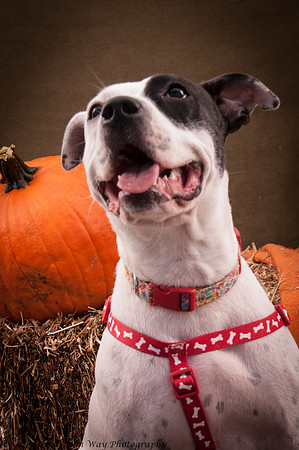 Foster snoopy-7421