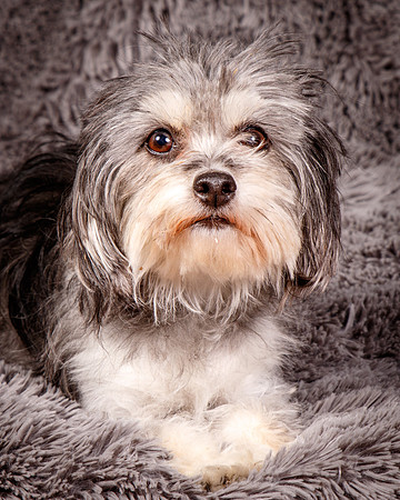 Foster Alex-6227