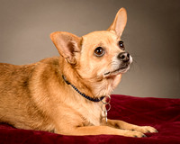 Foster Dobby-8226